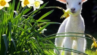 PROGNOZA METEO PE TREI LUNI: Cum va fi vremea de PAŞTE şi de 1 MAI