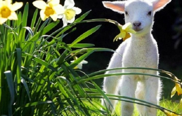 PROGNOZA METEO PE TREI LUNI: Cum va fi vremea de PAŞTE şi de 1 MAI PROGNOZA METEO PE TREI LUNI: Cum va fi vremea de PAŞTE şi de 1 MAI