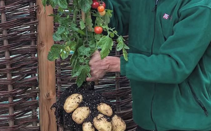 Cartofi şi ketchup dintr-o singură plantă Cartofi şi ketchup dintr-o singură plantă