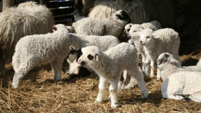 Peste 400 de miei au fost sacrificați în două abatoare din Mureș