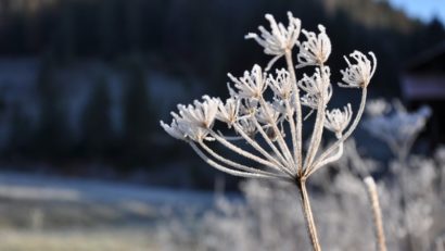 Informare meteo de răcire accentuată a vremii şi brumă