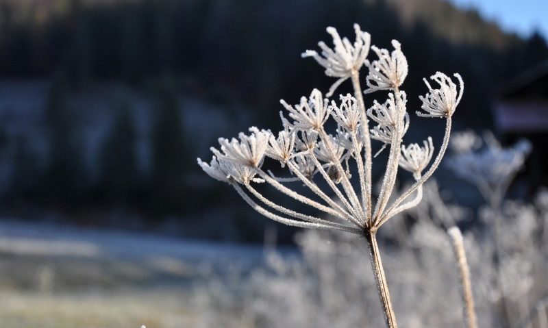 Informare meteo de răcire accentuată a vremii şi brumă Informare meteo de răcire accentuată a vremii şi brumă