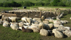 Fermele din zona Târnavei Mici cer sprijin pentru adăparea animalelor