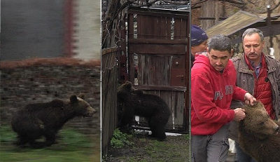 Puiul de urs găsit la Sibiu, ajunge la Zărneşti
