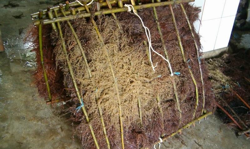 Începe acţiunea de populare cu icre embrionate de şalău în Delta Dunării Începe acţiunea de populare cu icre embrionate de şalău în Delta Dunării