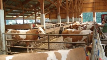 Cum văd producătorii mureșeni reducerea TVA la produsele alimentare