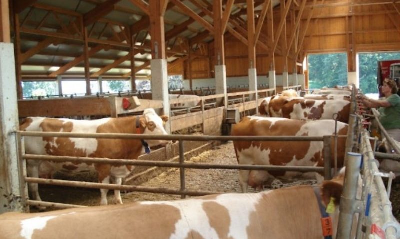 Cum văd producătorii mureșeni reducerea TVA la produsele alimentare Cum văd producătorii mureșeni reducerea TVA la produsele alimentare
