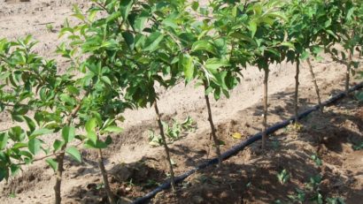 Peste 1500 de pomi fructiferi vor fi distribuiți în mai multe localități din Covasna