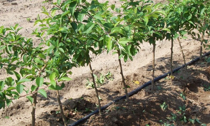 Peste 1500 de pomi fructiferi vor fi distribuiți în mai multe localități din Covasna Peste 1500 de pomi fructiferi vor fi distribuiți în mai multe localități din Covasna