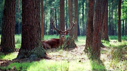 Białowieża, cea mai bătrână pădure din Europa, are 7.000 de ani