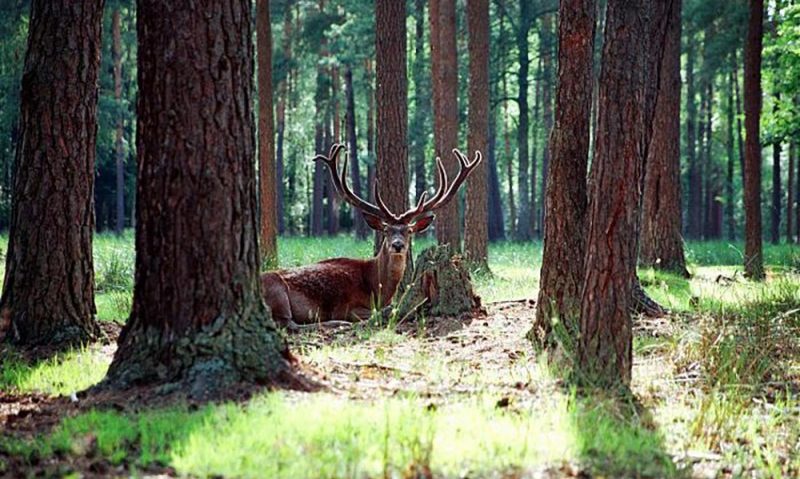 Białowieża, cea mai bătrână pădure din Europa, are 7.000 de ani Białowieża, cea mai bătrână pădure din Europa, are 7.000 de ani