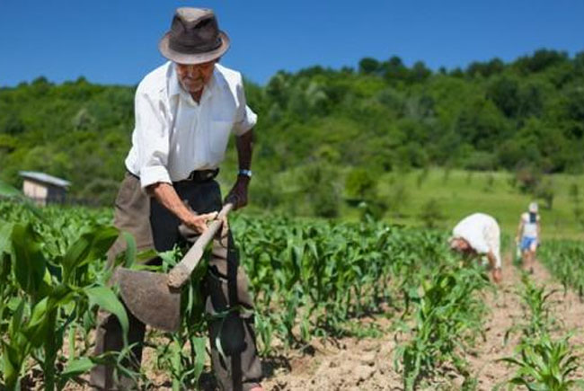 De astăzi, producătorii agricoli care vor să vândă în pieţe au nevoie de un atestat de producător care va fi eliberat de primării De astăzi, producătorii agricoli care vor să vândă în pieţe au nevoie de un atestat de producător care va fi eliberat de primării