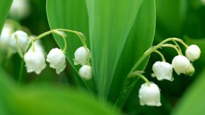Floare de mai – Lăcrămioara
