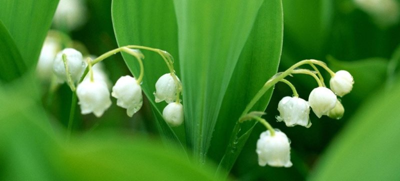 Floare de mai – Lăcrămioara Floare de mai – Lăcrămioara
