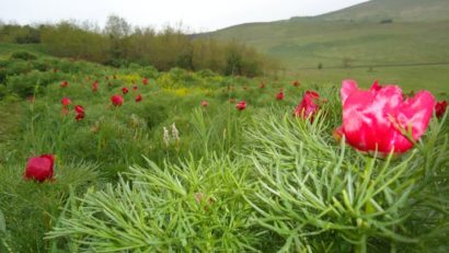 Au înflorit bujorii de stepă din Rezervaţia de la Zau de Câmpie