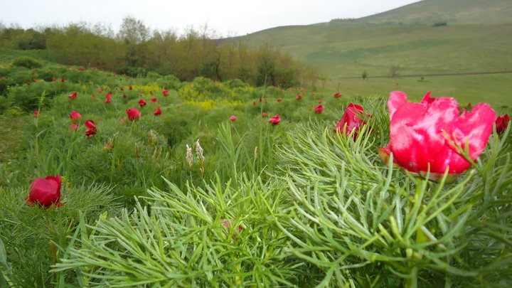 Au înflorit bujorii de stepă din Rezervaţia de la Zau de Câmpie Au înflorit bujorii de stepă din Rezervaţia de la Zau de Câmpie