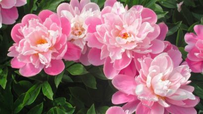 Floare de mai – Bujorul