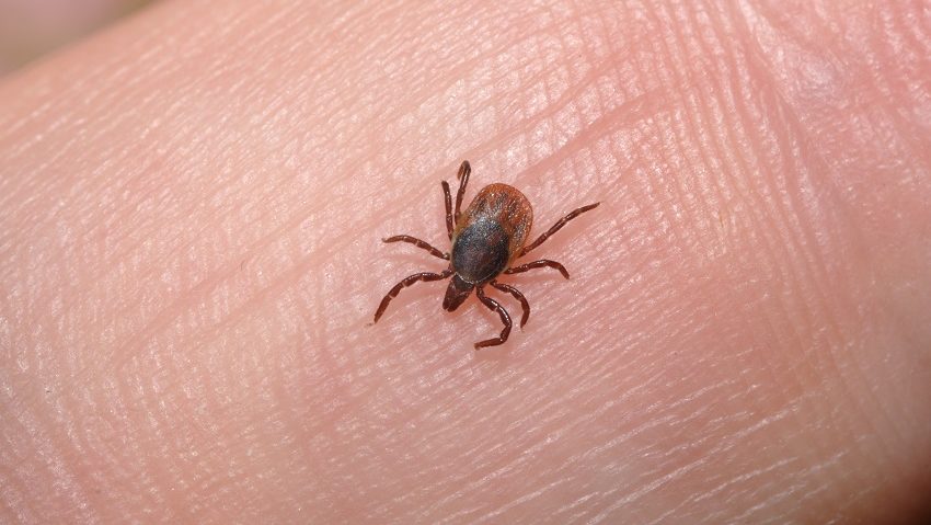 Zeci de cazuri de muşcături de căpuşe se înregistrează zilnic în Mureş Zeci de cazuri de muşcături de căpuşe se înregistrează zilnic în Mureş