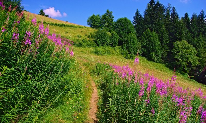 Pe cărarea dorului cu Andrei Romanică Pe cărarea dorului cu Andrei Romanică