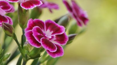 Floare de mai – Garofiţa