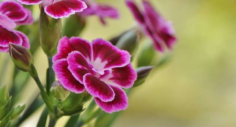 Floare de mai – Garofiţa Floare de mai – Garofiţa