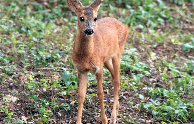 Atenție ce luați din pădure! Atenție ce luați din pădure!