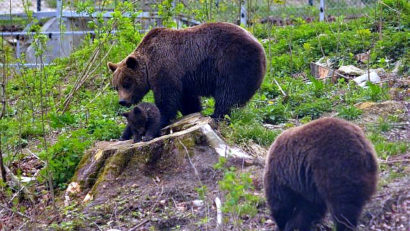 Un pui de urs s-a născut la ZOO Brașov