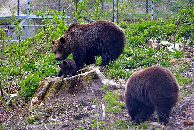Un pui de urs s-a născut la ZOO Brașov Un pui de urs s-a născut la ZOO Brașov