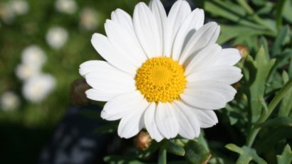 Floare de mai – Margareta