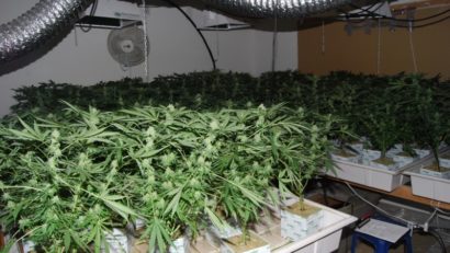 Captură de 8 kg de cannabis într-o comună din Botoşani