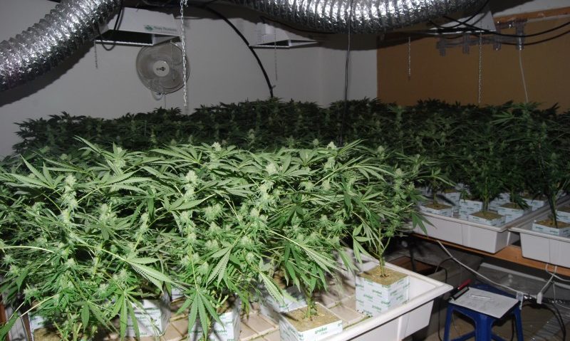 Captură de 8 kg de cannabis într-o comună din Botoşani Captură de 8 kg de cannabis într-o comună din Botoşani