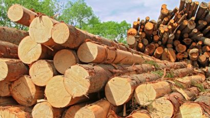 Exportul de material lemnos ar putea fi suspendat