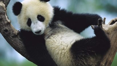 Zece persoane au fost arestate pentru uciderea unui panda