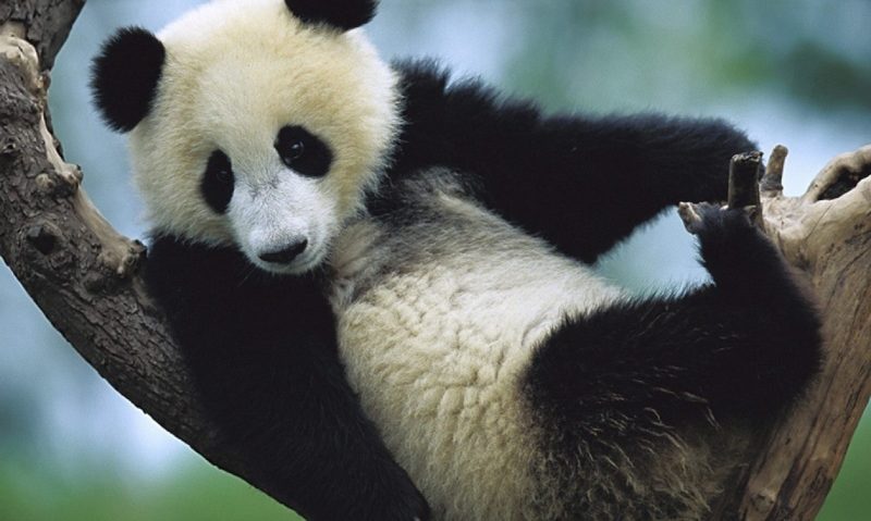 Zece persoane au fost arestate pentru uciderea unui panda Zece persoane au fost arestate pentru uciderea unui panda