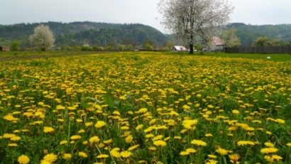 Pe cărarea dorului cu Andrei Romanică