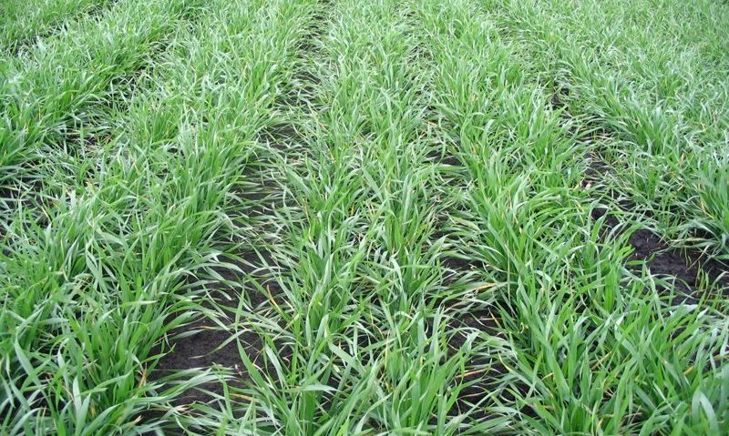 Culturile agricole din Mureș nu au fost afectate de condițiile meteo Culturile agricole din Mureș nu au fost afectate de condițiile meteo
