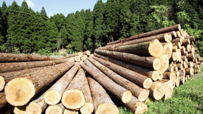 Aproape 4.000 de hectare de pădure de pe Valea Mureșului rămân în proprietatea statului român