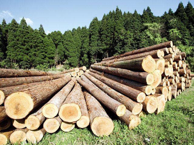 Aproape 4.000 de hectare de pădure de pe Valea Mureșului rămân în proprietatea statului român Aproape 4.000 de hectare de pădure de pe Valea Mureșului rămân în proprietatea statului român
