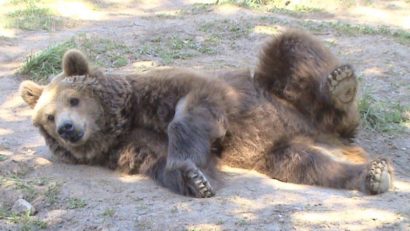Viitori medici veterinari din toată lumea vizitează Sanctuarul de urşi de la Zărneşti