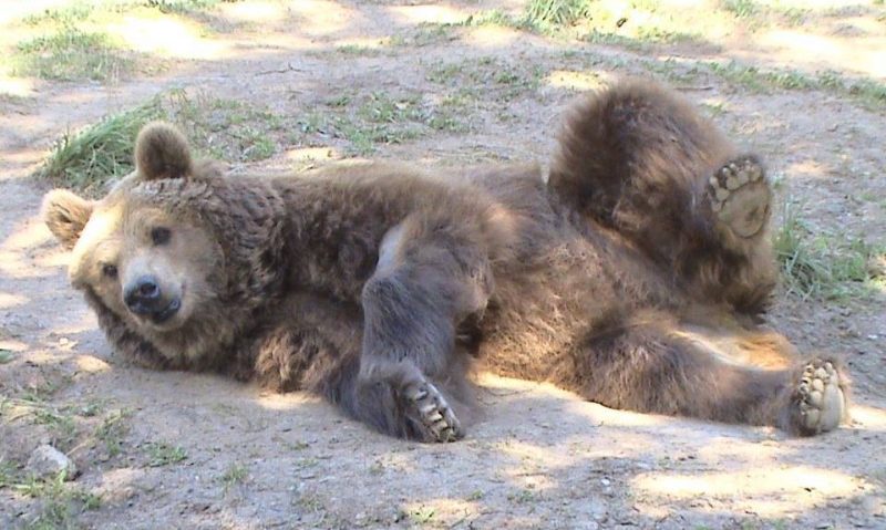 Viitori medici veterinari din toată lumea vizitează Sanctuarul de urşi de la Zărneşti Viitori medici veterinari din toată lumea vizitează Sanctuarul de urşi de la Zărneşti