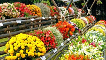 Târg de flori la Tîrgu-Mureș