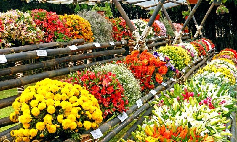 Târg de flori la Tîrgu-Mureș Târg de flori la Tîrgu-Mureș