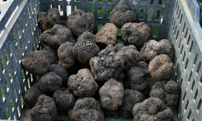 Trufele româneşti la mare căutare Trufele româneşti la mare căutare