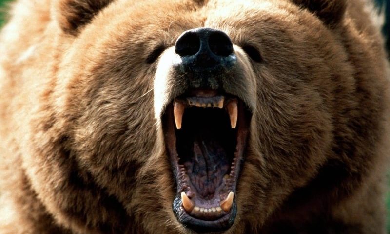 O femeie din localitatea harghiteană Siculeni a fost atacată de o ursoaică O femeie din localitatea harghiteană Siculeni a fost atacată de o ursoaică