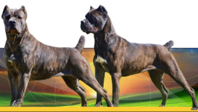 Ce s-a întâmplat cu cei patru câini Cane Corso din satul Săcăreni care au ucis un barbat