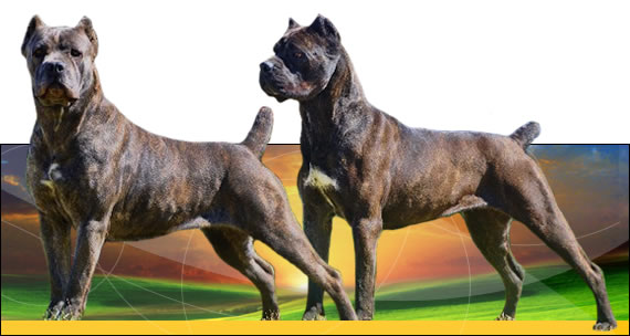 Un bărbat a fost ucis, iar altul rănit de patru câini din rasa Cane Corso Un bărbat a fost ucis, iar altul rănit de patru câini din rasa Cane Corso