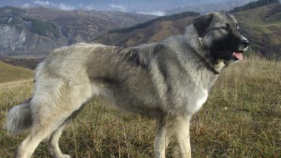 Primele rase de câini româneşti au fost omologate internațional