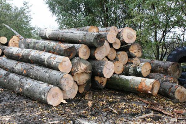 Lemne fără acte de proveniență, la Brașov Lemne fără acte de proveniență, la Brașov