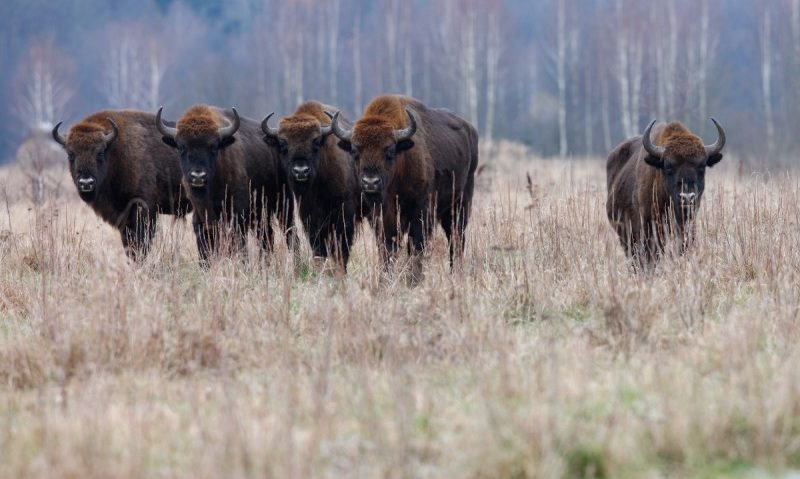Repopularea cu zimbru promovează turismul în Banat Repopularea cu zimbru promovează turismul în Banat