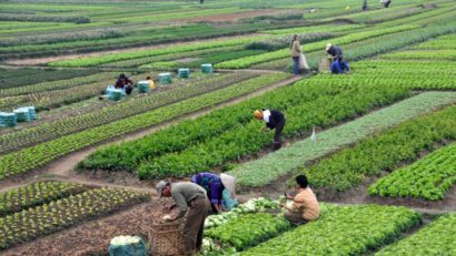 Agricultorii pot beneficia de pensii la stat, dacă vor contribui lunar în sistem